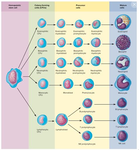 Navigating Stem Cell Culture: Unlocking the Benefits of Popular ...