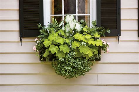 Our 20 Favorite Plants for Containers