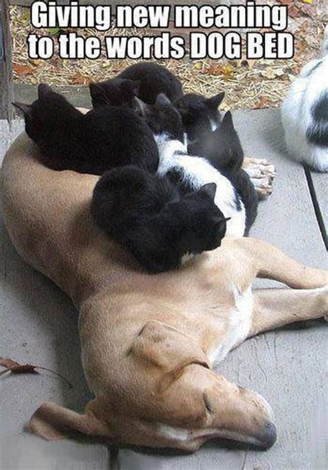 dog bed | Funny animal photos, Funny animal pictures, Cute animals