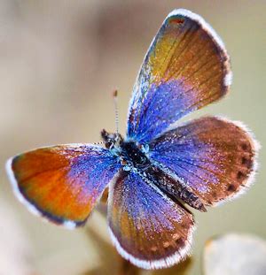 Western Pygmy Blue – Photo by Renee Grayson – Be Your Own Birder