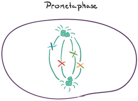 Prometaphase Diagram