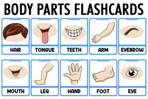 Free body parts flashcards printables bingo sheets for kids - organizerhon