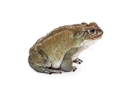 Profile Sonoran Desert Toad Stock Photos - Free & Royalty-Free Stock Photos from Dreamstime