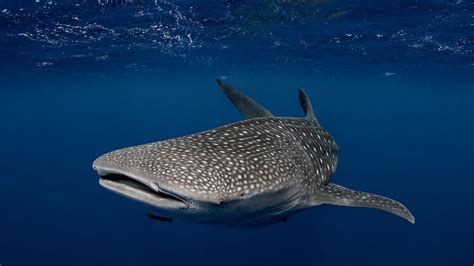 Factfile | Whale Shark: Habitat, diet, appearance and more about the ...