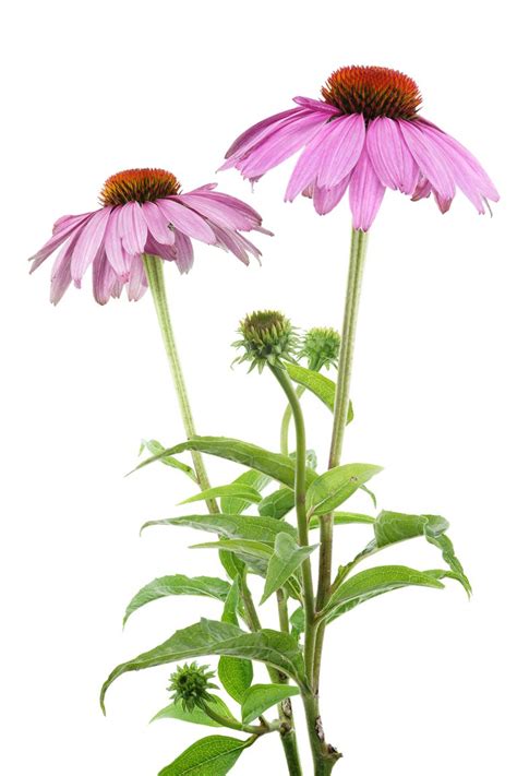 Echinacea: Benefits, Side Effects, Dosage, and Interactions