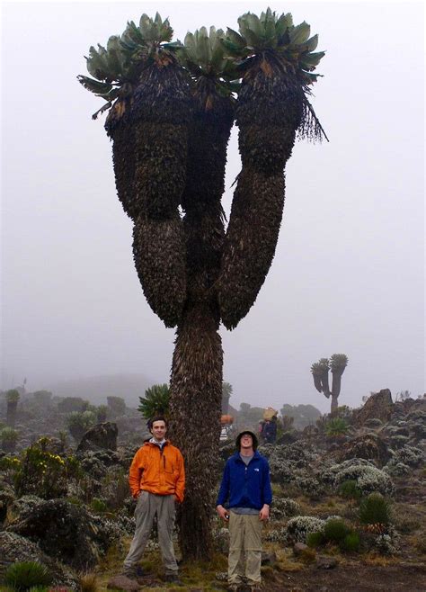 Giant Groundsels: The Prehistoric plants of Mount Kilimanjaro