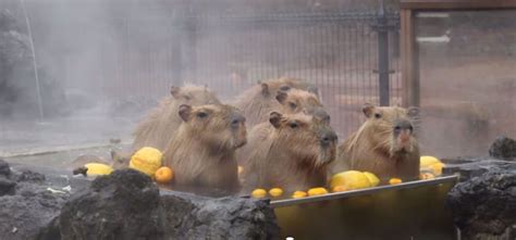 WTF! Capybaras treat themselves to a relaxing spa day at a hot springs in Japan | Capybara ...