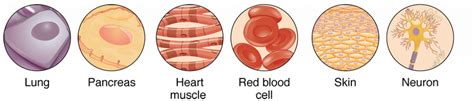 7.2 Organization of the Body – Human Biology