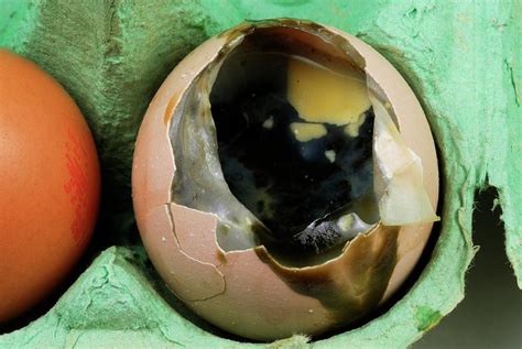 Rotten Egg Photograph by Cordelia Molloy/science Photo Library - Pixels