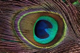 Peacock Feather Structure Fund · Free photo on Pixabay