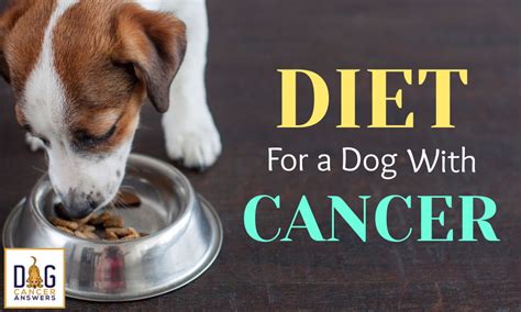 Diet for a Dog with Cancer | Dr. Sue Ettinger Deep Dive