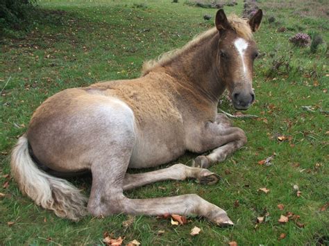 Free stock photo of Foal, new forest pony, pony