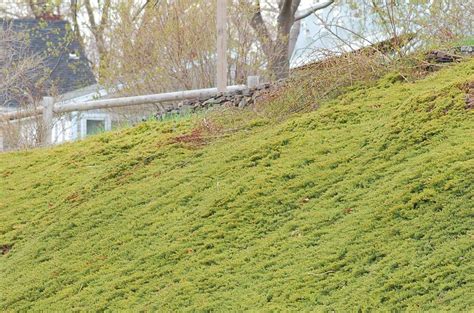 Creeping Junipers Can Tame and Beautify Steep Hills