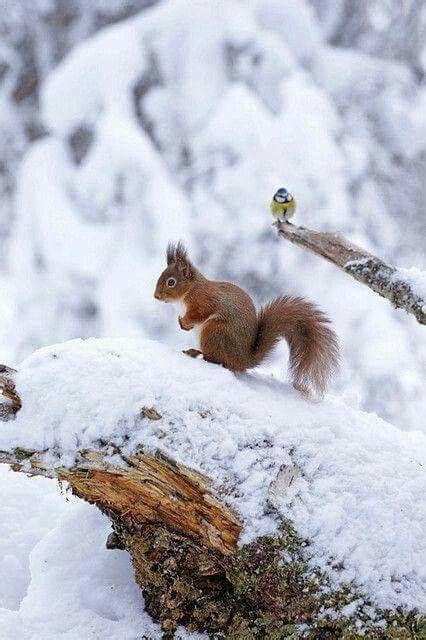 rendez-vous de l´écureuil et la mésange paysage hiver enneigé (squirrel bird winter landscape ...