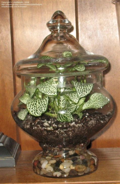 PlantFiles Pictures: Fittonia Species, Mosaic Plant, Nerve Plant, Painted Net-Leaf, Silver-Net ...