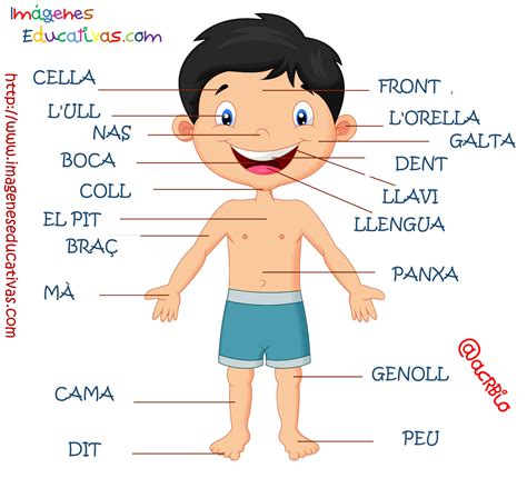 Partes del cuerpo en Catalán (4) - Imagenes Educativas