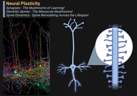 Brain Plasticity: Synapses, Spines, and Neural Networks | FRAT