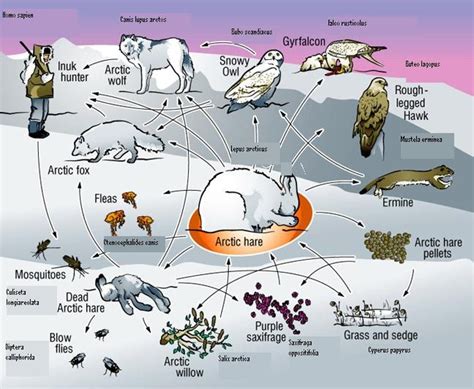 Biome Animals - The Tundra Biome Constructed By: M.A. Jones, C.D. Johns, & F.G. Crane