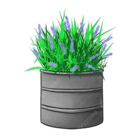 Lavender Blooming In A Drum Pot Illustration, Flower, Lavender, Pot PNG Transparent Clipart ...