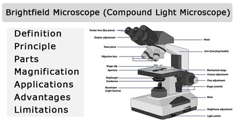 Parts Of A Compound Light Microscope Worksheet
