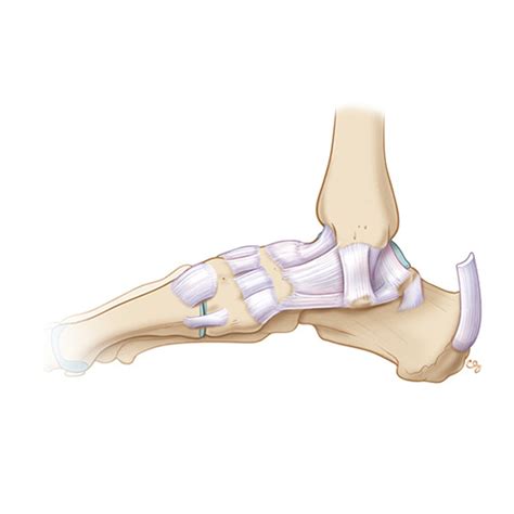 Ultrasound Training - Ankle Anatomy and Physiology