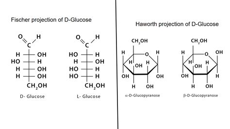 [Solved] Draw D-glucose: (a) Fischer projection (b) Haworth projection ...