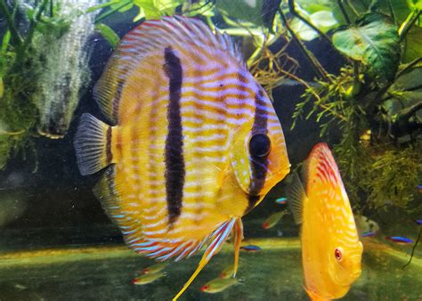 Discus Wild Heckel – Coburg Aquarium