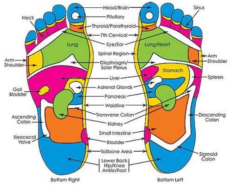 The Human Foot | Riflessologia plantare, Riflessologia, Salute