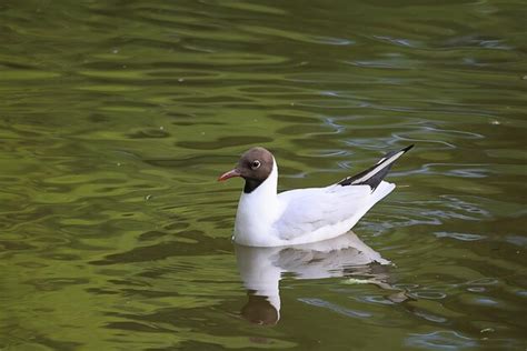 Premium Photo | Seagull in spring on the water bird nest