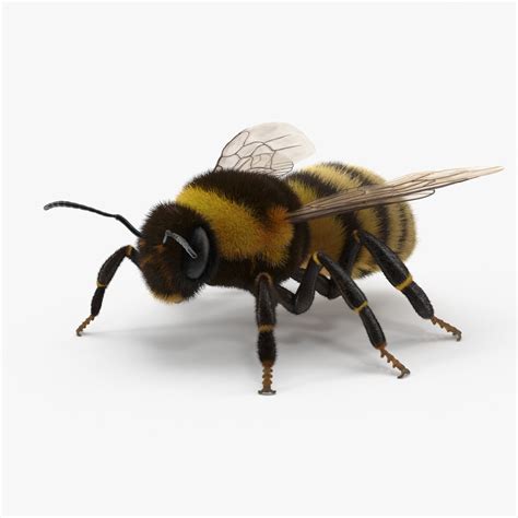 bumblebee bumble bee 3d model