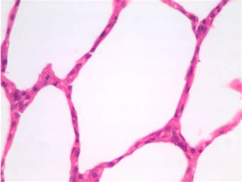 A & P 1 - Histology Tissue Types: Epithelium, Connective, Muscle, & Nervous Flashcards | Quizlet