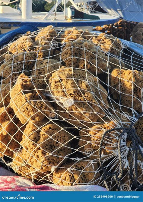 Tarpon Springs, Sponge Docks Editorial Image - Image of sponges ...