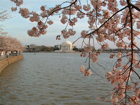 Jefferson Memorial, basin, and Cherry Blossoms | Jefferson memorial ...