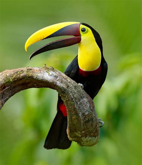 Corcovado National Park | Nature Tours with Drake Bay Birdwatching