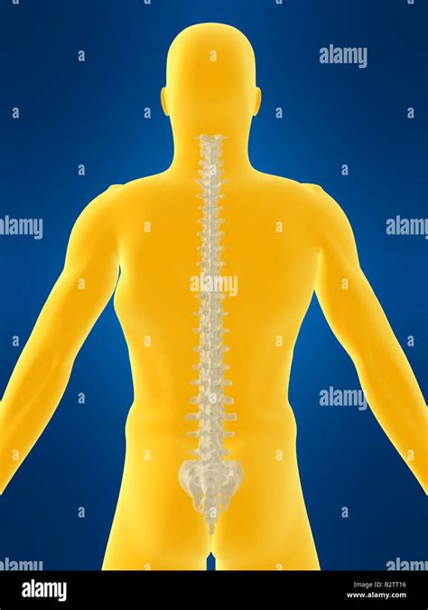 human spine Stock Photo - Alamy