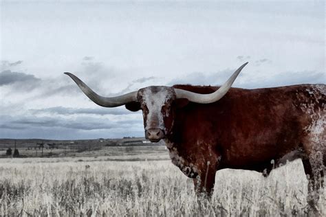 The Longhorn Digital Painting Digital Art by Ernie Echols | Fine Art ...