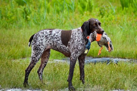 Training Tool For Bird Dogs