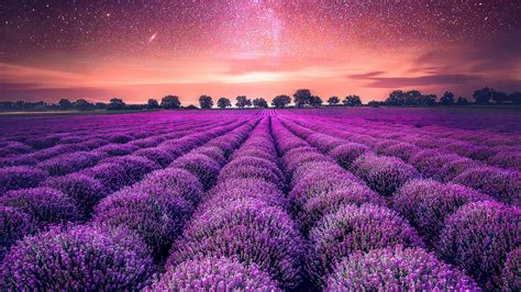 Lavender farm Wallpaper 4K, Lavender fields, Sunset