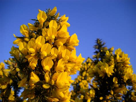 Free Stock photo of gorse | Photoeverywhere