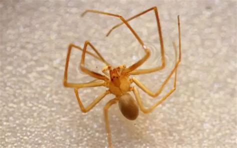 Chilean Recluse Spider: History, Facts, Size, Habitat, Classification ...