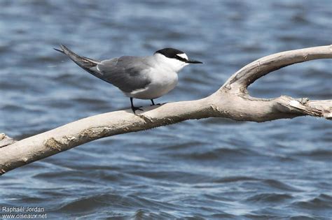 Aleutian Tern - Onychoprion aleuticus