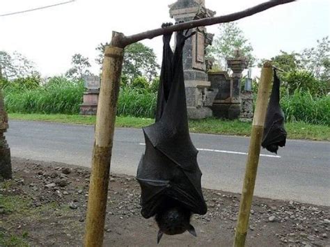 Incredible Facts About the Golden-Crowned Flying Fox, the World's ...