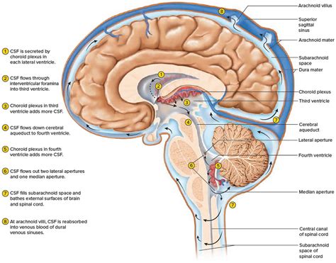 Intracranial pressure, high intracranial pressure causes, symptoms & treatment