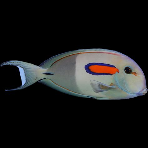 Orange Shoulder Tang - for sale at Aquarium Fish Depot