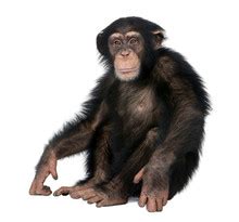 Chimpanzee Free Stock Photo - Public Domain Pictures