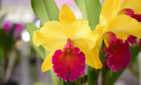 Cattleya Orchid: Beginner's Care Guide - Brilliant Orchids