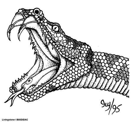 Anaconda Coloring Pages: Viewing Gallery For King Cobra Coloring Pages ...