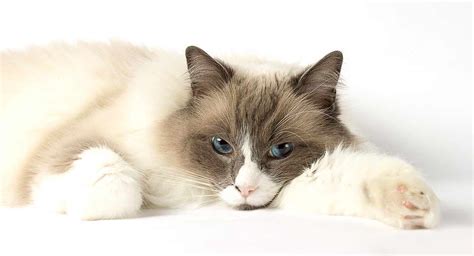 Ragdoll Cat Temperament - Everything You Need To Know