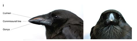 Island Conservation Unexpected Dexterity: Hawaiian Crow on the Brink of Extinction Demonstrates ...