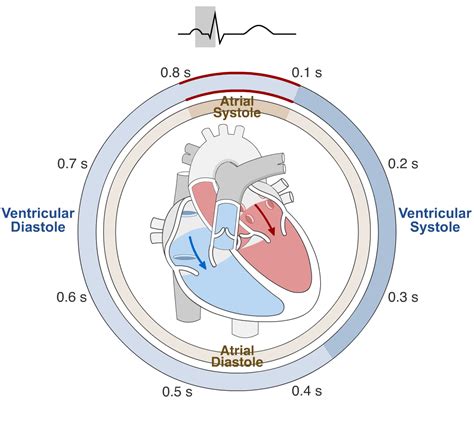 Cardiac Cycle Simulation – Human Bio Media